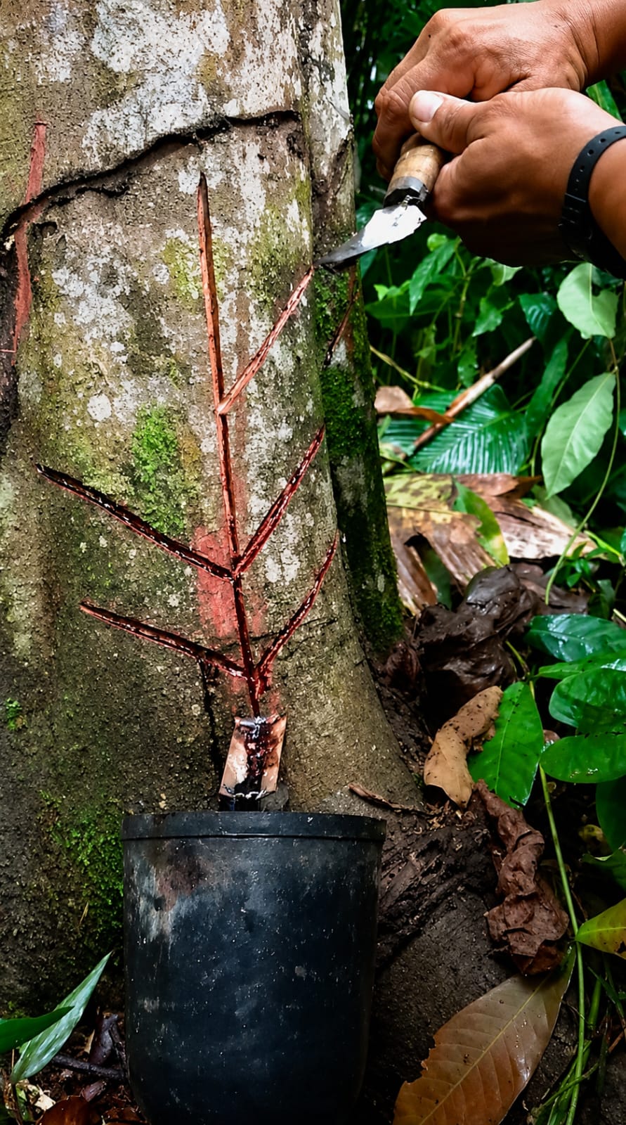 Seiva do Sangue de Dragão amazônica